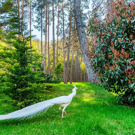 Bioli Wellness Resort Kojori Dış mekan fotoğraf
