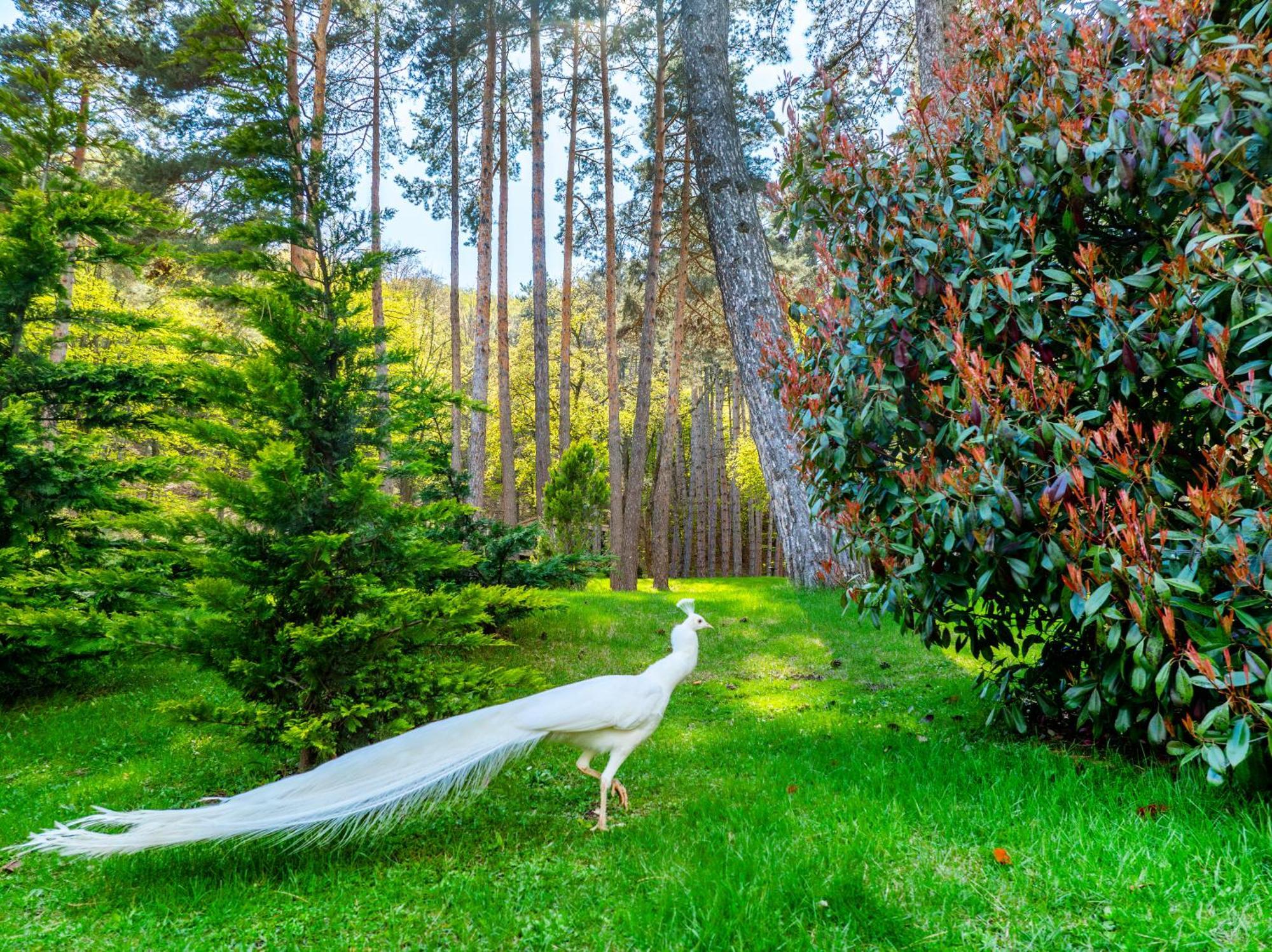 Bioli Wellness Resort Kojori Dış mekan fotoğraf